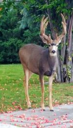 View of deer standing on field