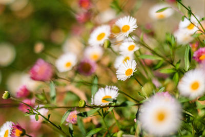 Close-up of white daisy flowers