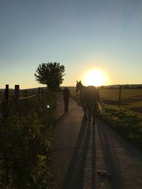 Rear view of dog walking on landscape at sunset