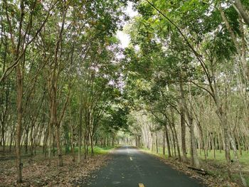 Road amidst trees in forest