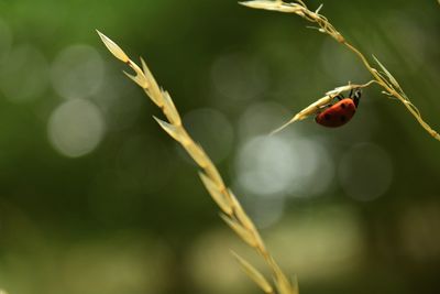 Close-up of ladybug on plant