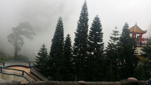 Trees against sky