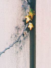 Close-up of ivy during autumn