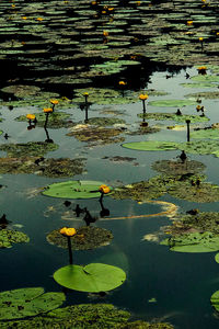 Water lily in lake