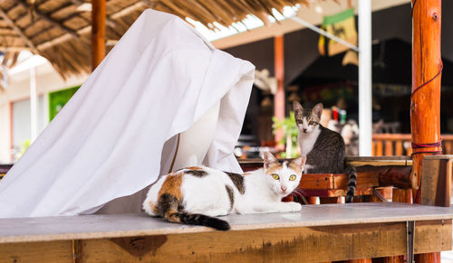 Cat relaxing on table