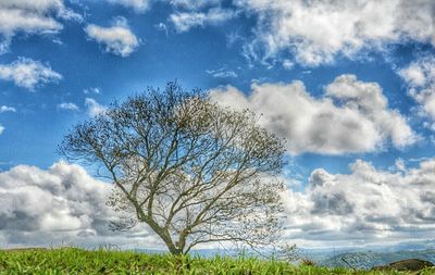 Low angle view of trees against cloudy sky