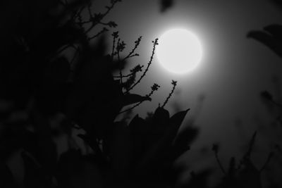 Low angle view of silhouette tree against sky