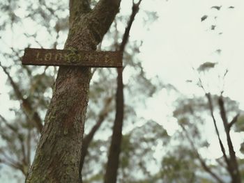 Low angle view of tree trunk