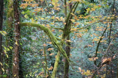 Full frame shot of trees in the forest