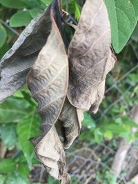 Close-up of dry leaf on land