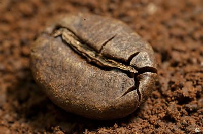 Close-up of lizard on rock