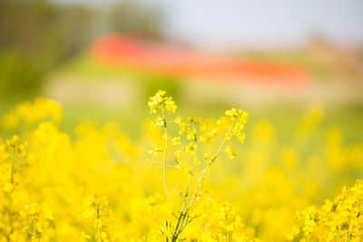 Close-up of oilseed rape field