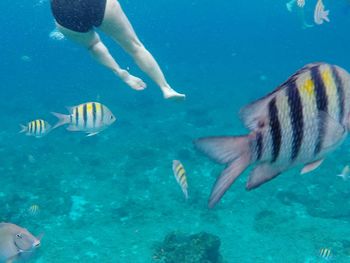 Low angle view of woman swimming in the middle of fishes