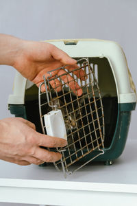 Male volunteer takes a kitten out of a carrier.