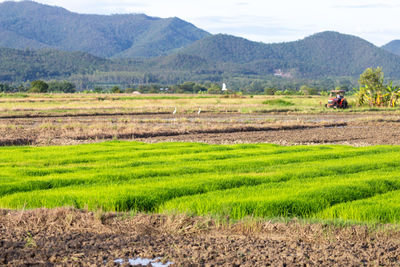 Scenic view of agricultural field against mountain