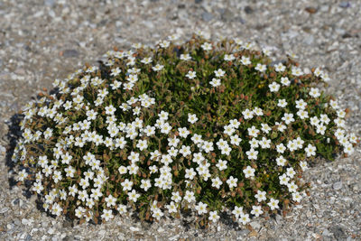 Close-up of white flowering plants