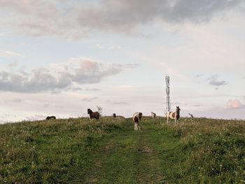 Horse standing on field against sky