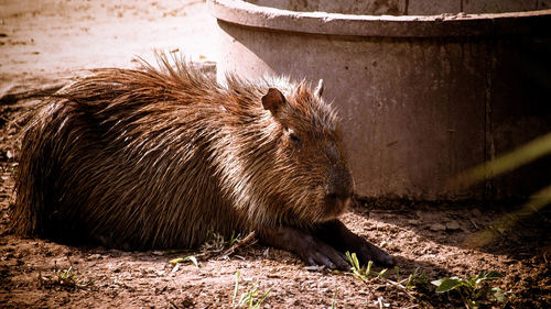 Close-up of pig