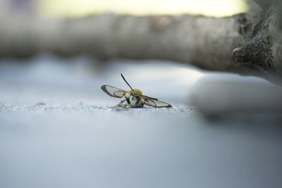 Close-up of insect on table