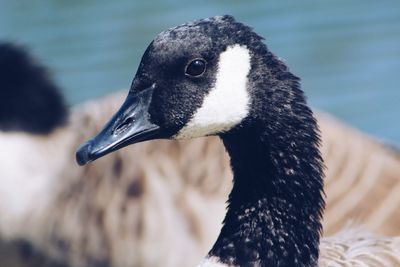 Close-up of canada geese