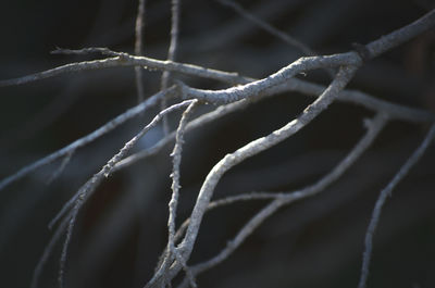 Close-up of frozen plant