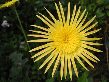 Close-up of yellow flowering plant