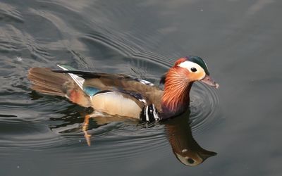 Close-up of duck swimming in lake