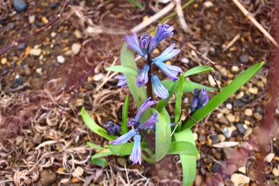 Close-up of purple flowers blooming in field