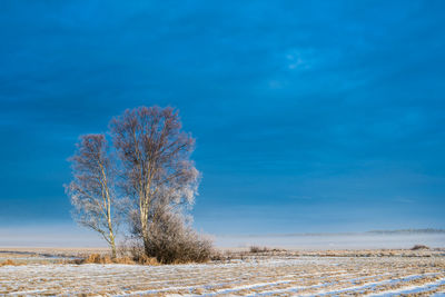 Bare tree on snowy landscape against blue sky