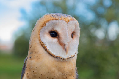 Close-up portrait of a bird