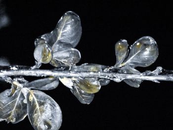 Close up of water drops on plant