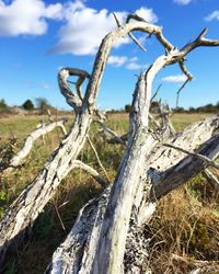 Close-up of dead tree on field against sky