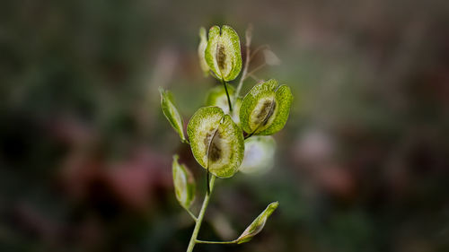 Close-up of green plant