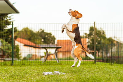 Dog playing with ball on grass