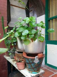 potted plant