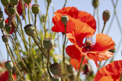 Close-up of red poppy flowers