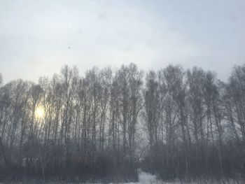 Bare trees against sky