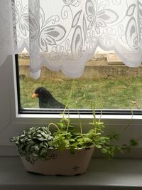 Close-up of potted plant against wall