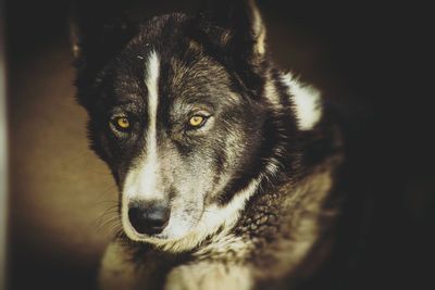 Close-up portrait of a dog