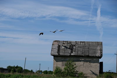 Low angle view of birds flying against sky