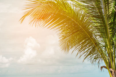 Close-up of palm tree by sea against sky