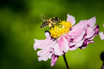 Close-up of bee pollinating flower