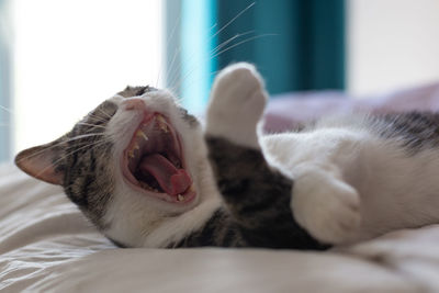 Close-up of cat yawning