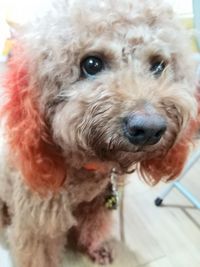 Close-up portrait of dog