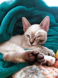 Close-up of kitten sitting