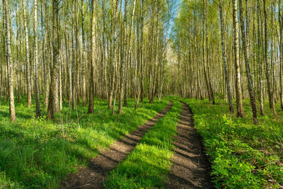 The road through the birch forest, zarzecze, lubelskie, poland