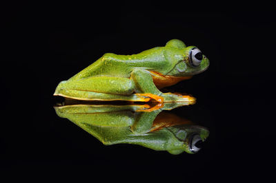 Close-up of green frog against black background