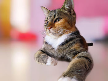 Close-up of a cat looking away