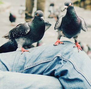 Close-up of pigeons perching outdoors