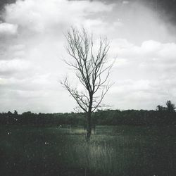 Bare tree on landscape against the sky